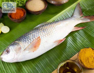 Illustration for article titled Pick White Pomfret, Basa or Any Fresh Fish Online to Avail Fast Home Delivery Service in Delhi